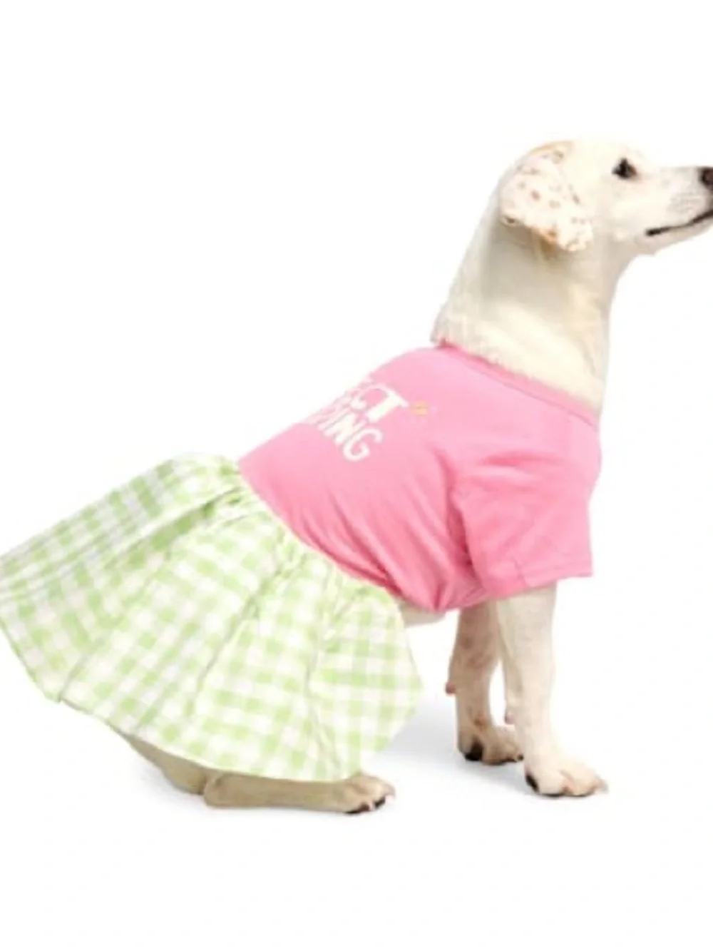 YOULY Perfect Is Boring Pet Dress XS